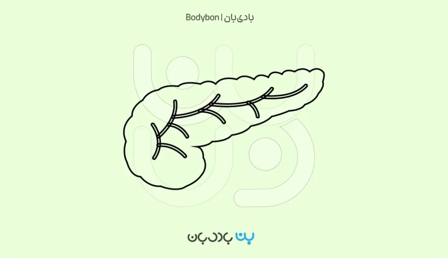 تفسیر آزمایش آمیلاز و لیپاز؛ کلید اختلالات پانکراس و گوارش