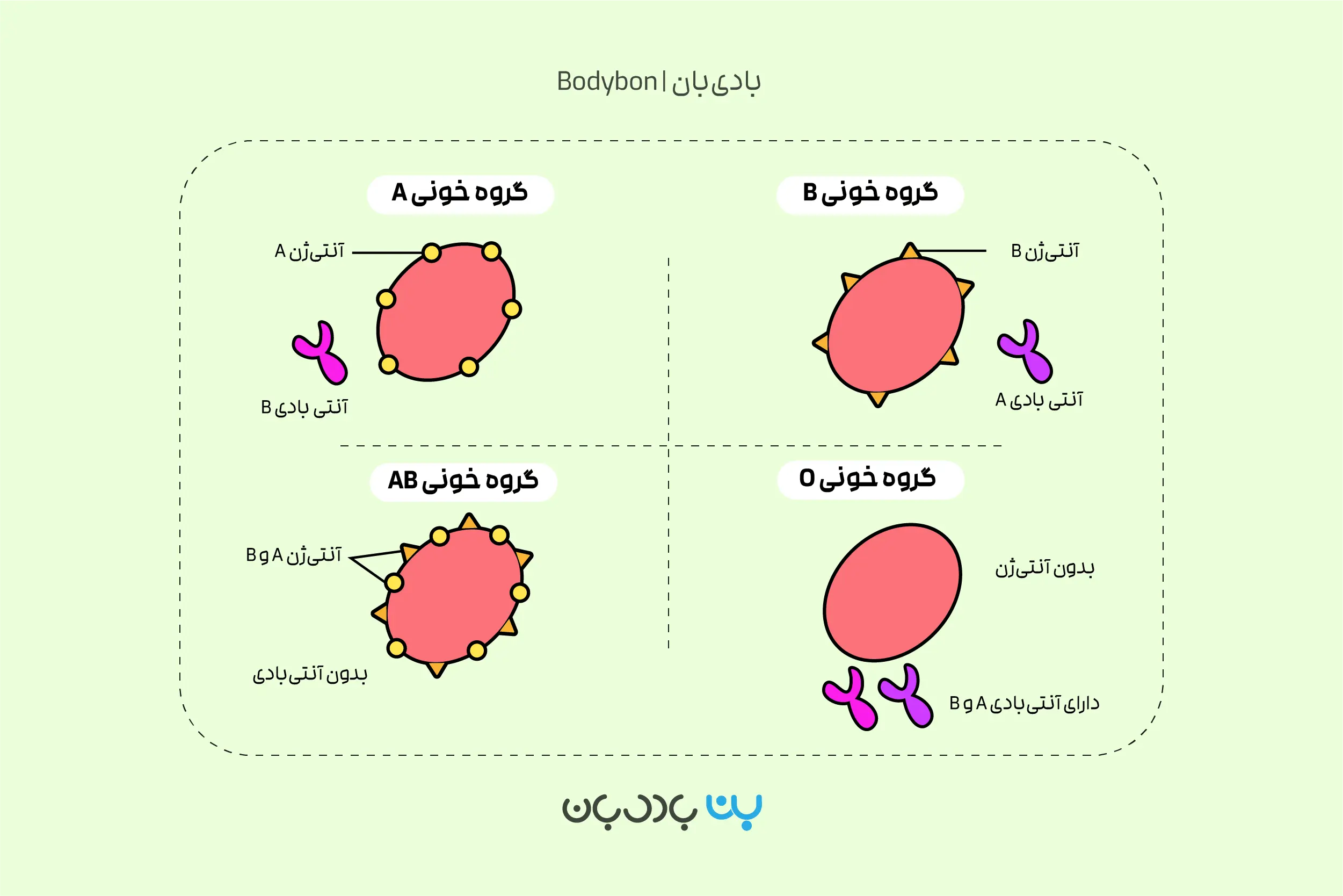 آزمایش گروه خونی چیست؟ تفسیر جواب آزمایش گروه خون 3 نقش آنتیژن A و B در تعیین گروه خون در آزمایش گروه خونی